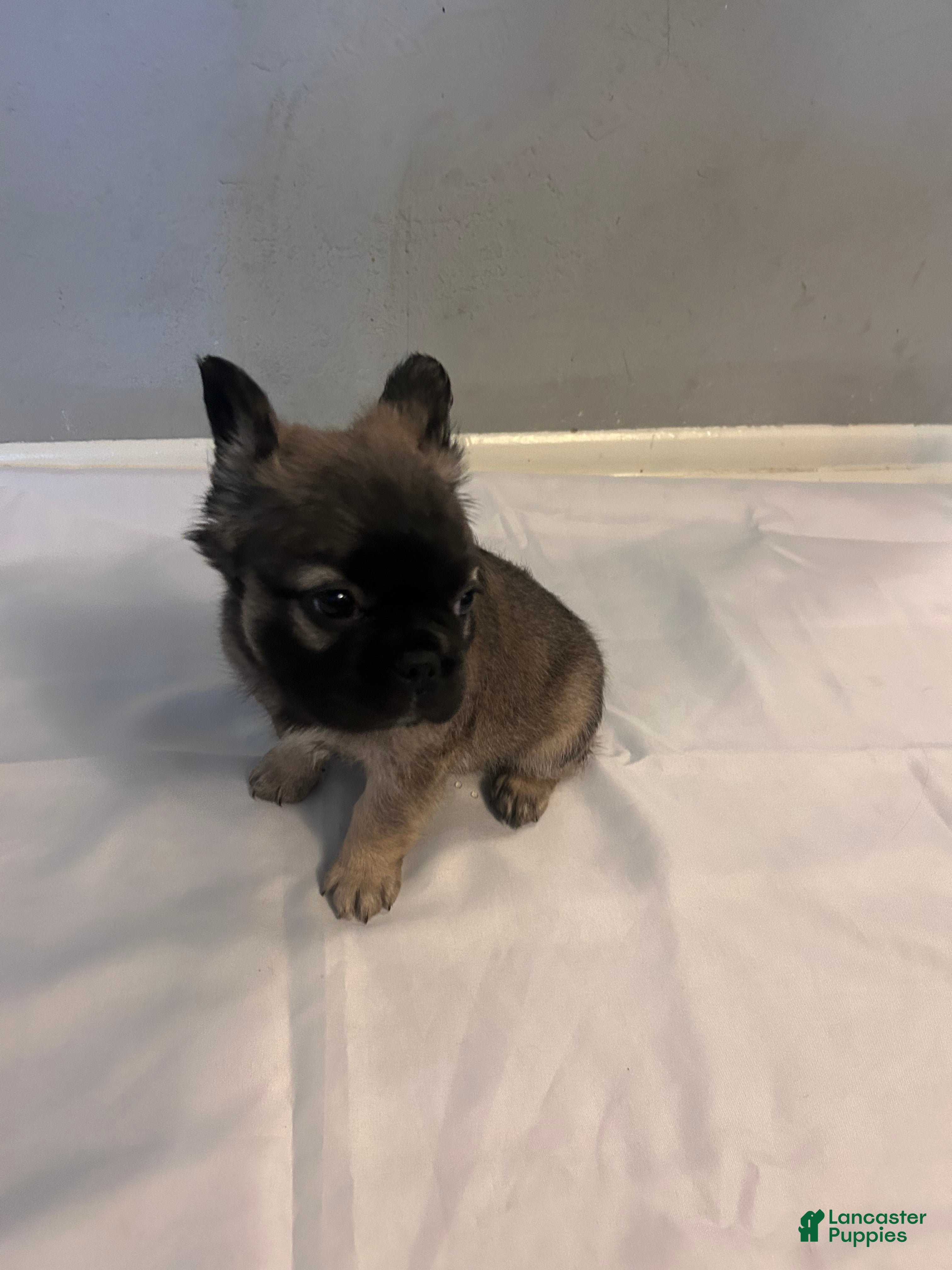French Bulldog dogs French Bulldog Puppy  - Ad 23