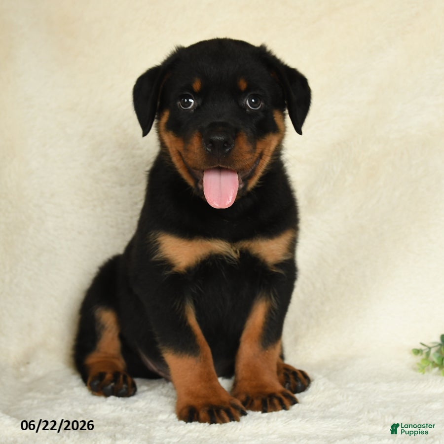 Rottweiler dogs Atticus - Ad 1