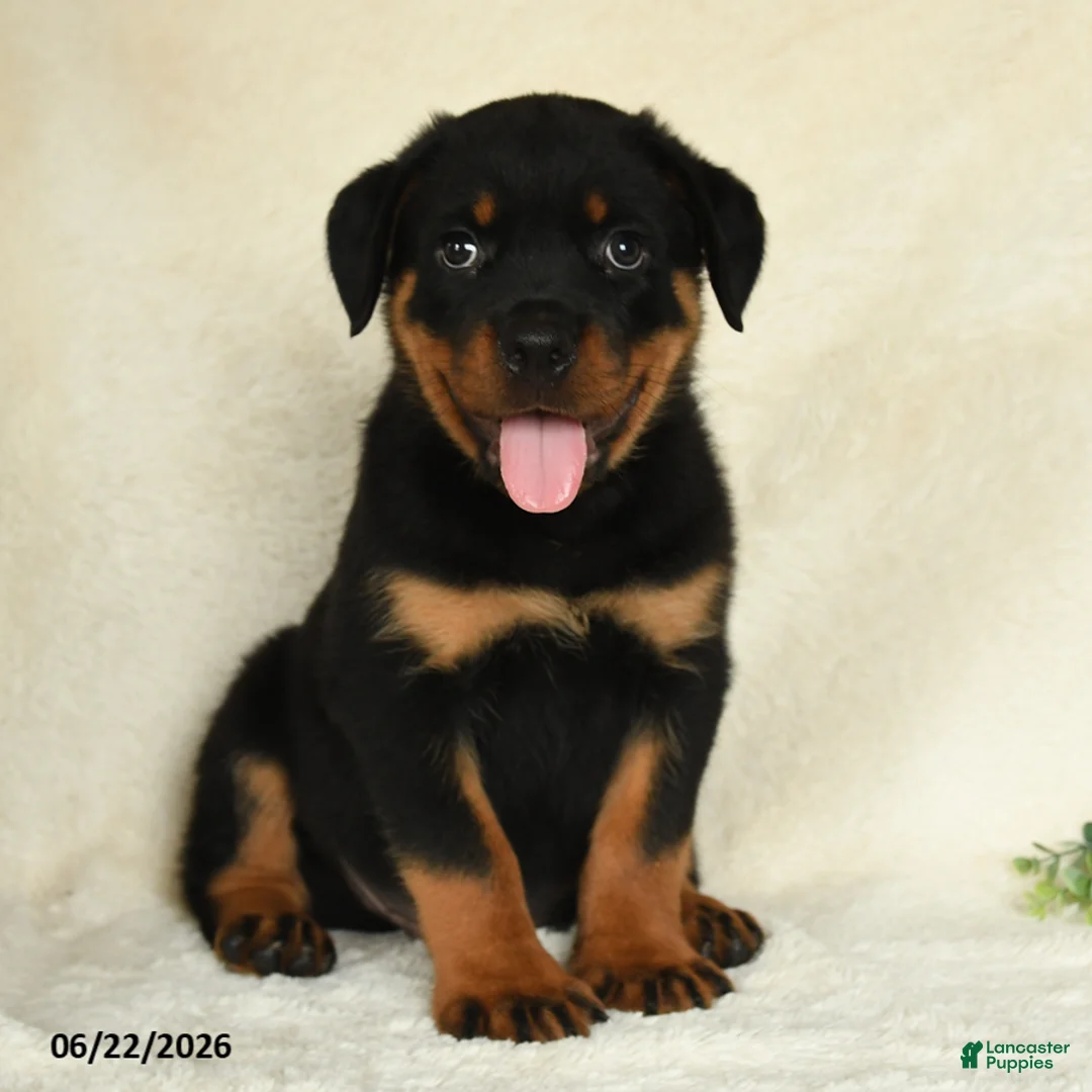 Rottweiler dogs for sale: Atticus - Ad 1