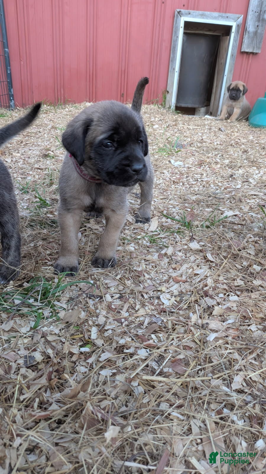 Mastiff