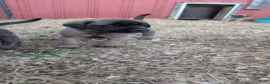 Pink Collar Female 
