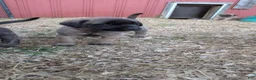 English Mastiff dogs for sale: Pink Collar Female  - Ad 1