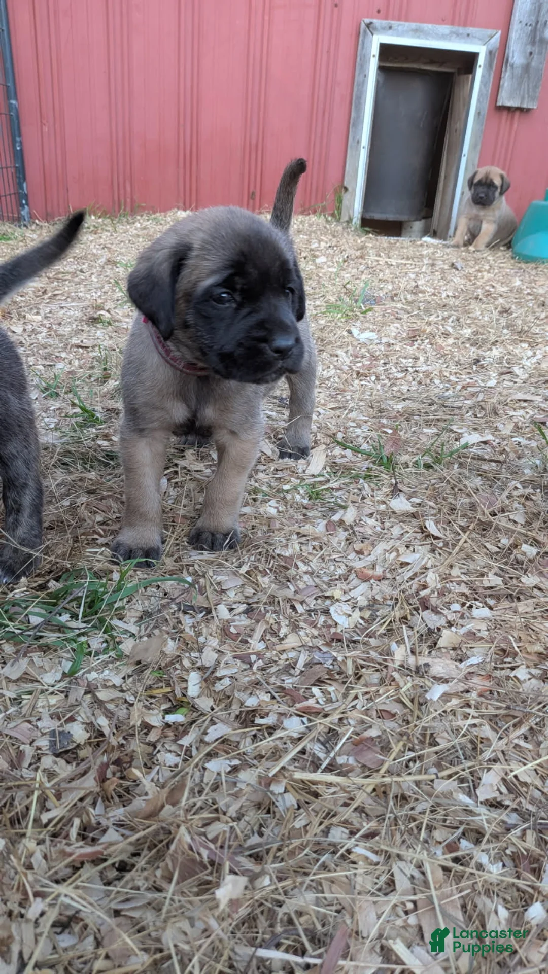 English Mastiff dogs for sale: Pink Collar Female  - Ad 1