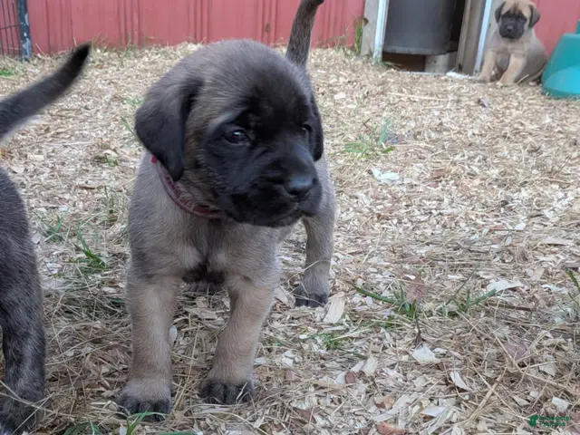 English Mastiff dogs Pink Collar Female - Ad 8