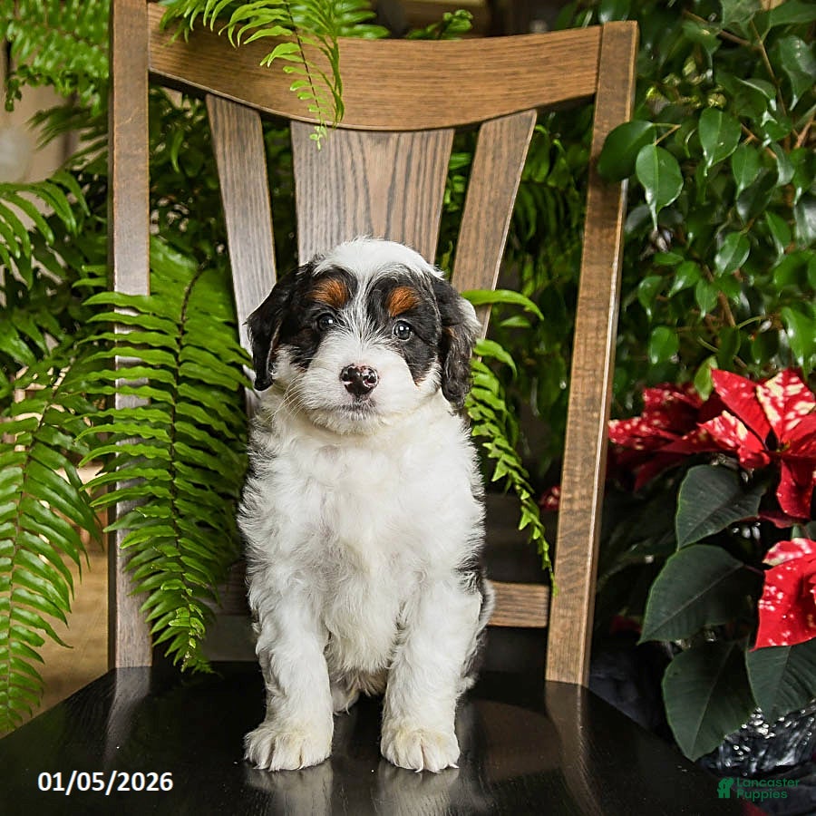 Mini Bernedoodle dogs Tracker - Ad 15