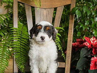 Mini Bernedoodle dogs Tracker - Ad 15