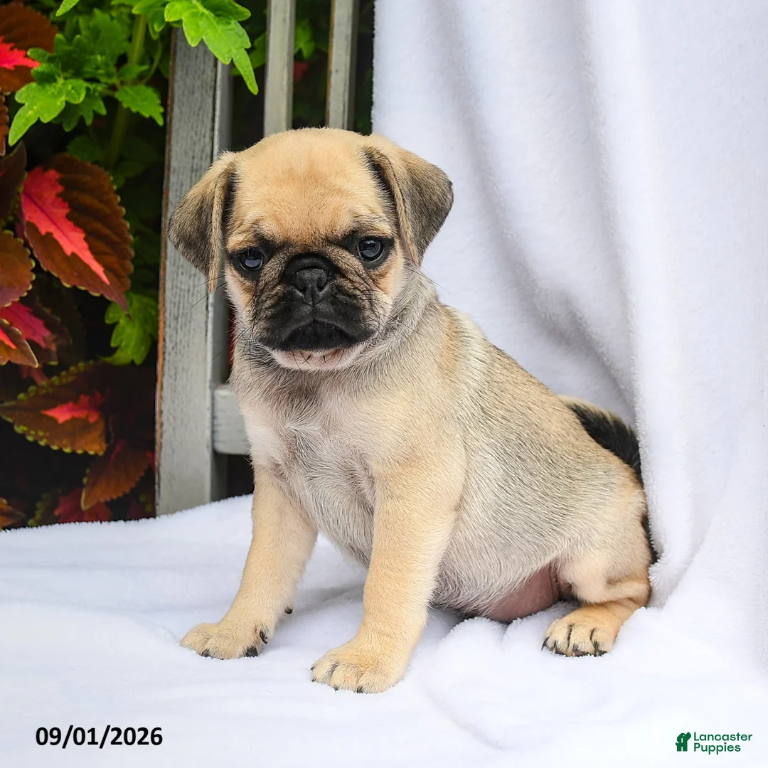 Pug dogs for sale: Ruby - Ad 2