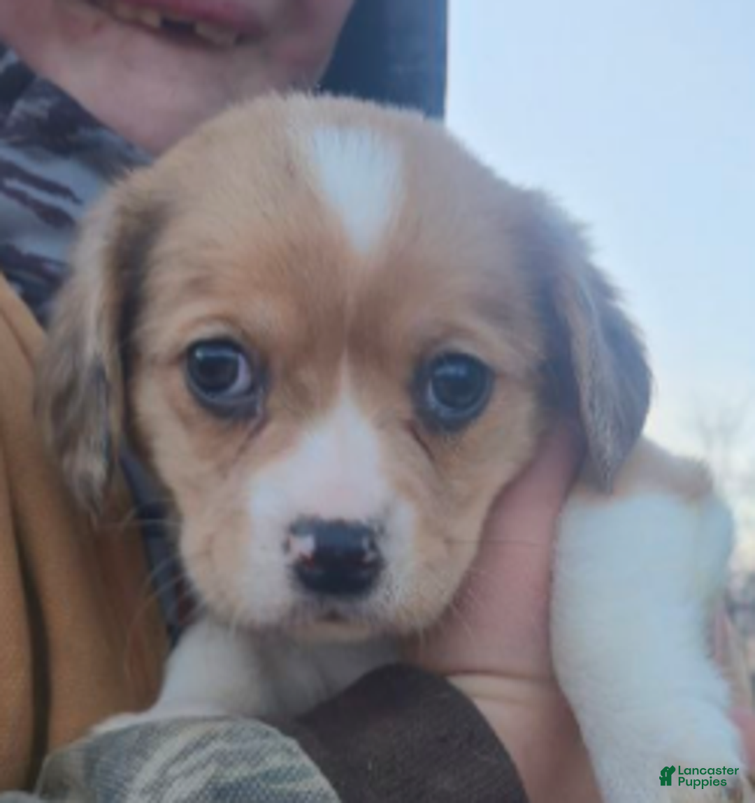 Mixed Breed dogs for sale: Layna - Ad 2