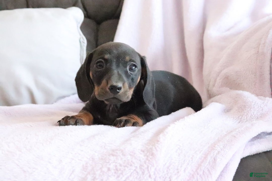 Miniature Dachshund dogs for sale: Shelby - Ad 4