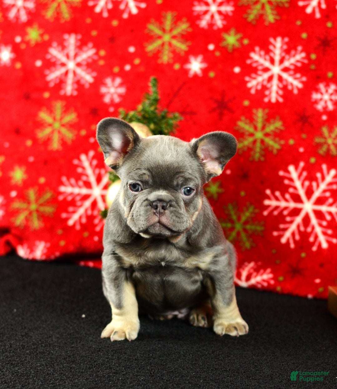 French Bulldog dogs for sale: Rocky - Ad 4