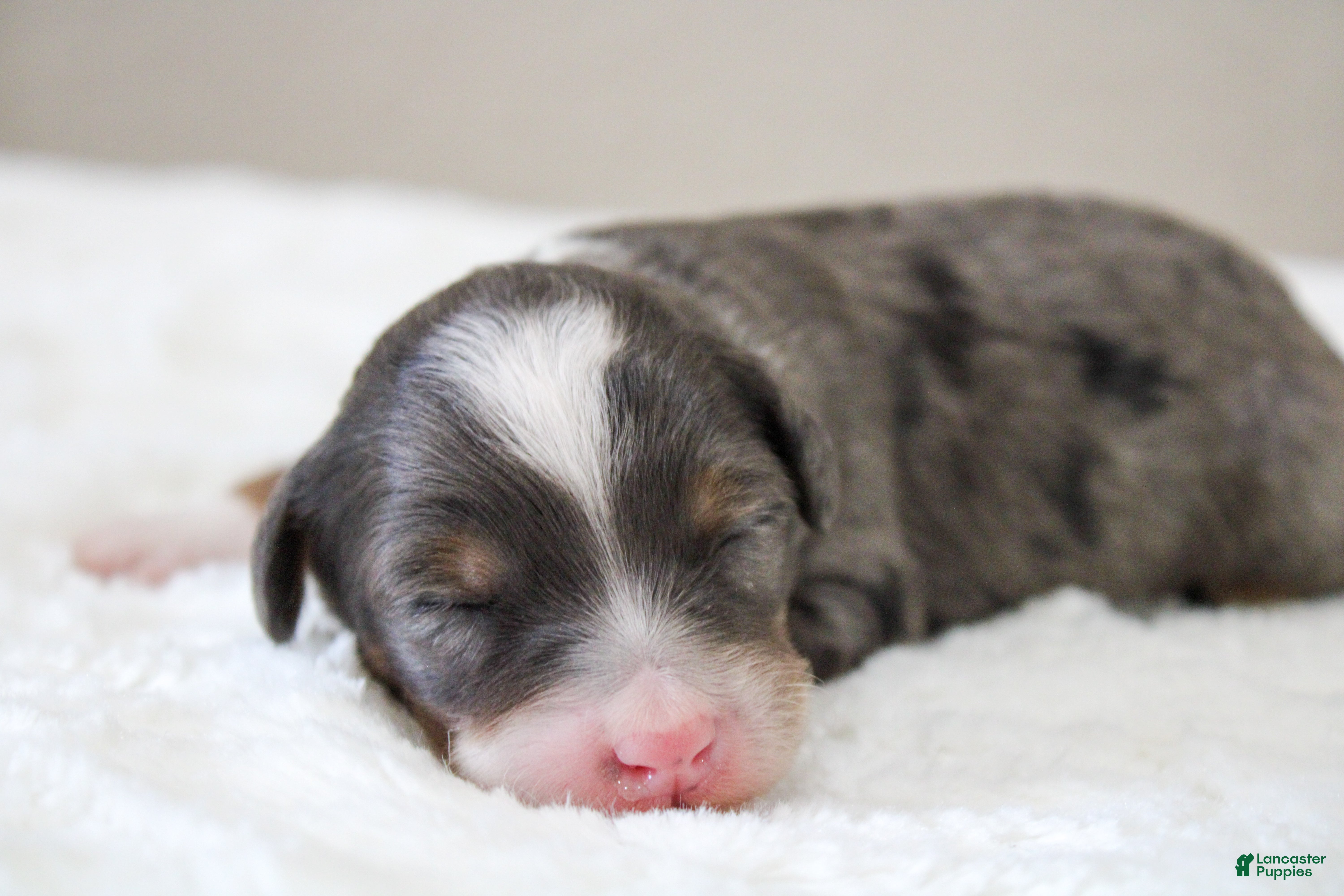 Mini Bernedoodle dogs for sale: Mini Bernedoodle 7 - Ad 2