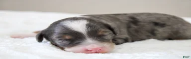 Mini Bernedoodle 7