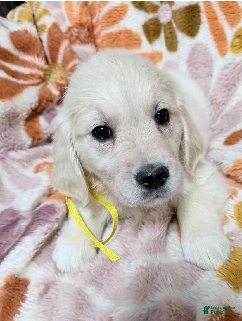 Golden Retriever dogs for sale: Yellow girl - Ad 27