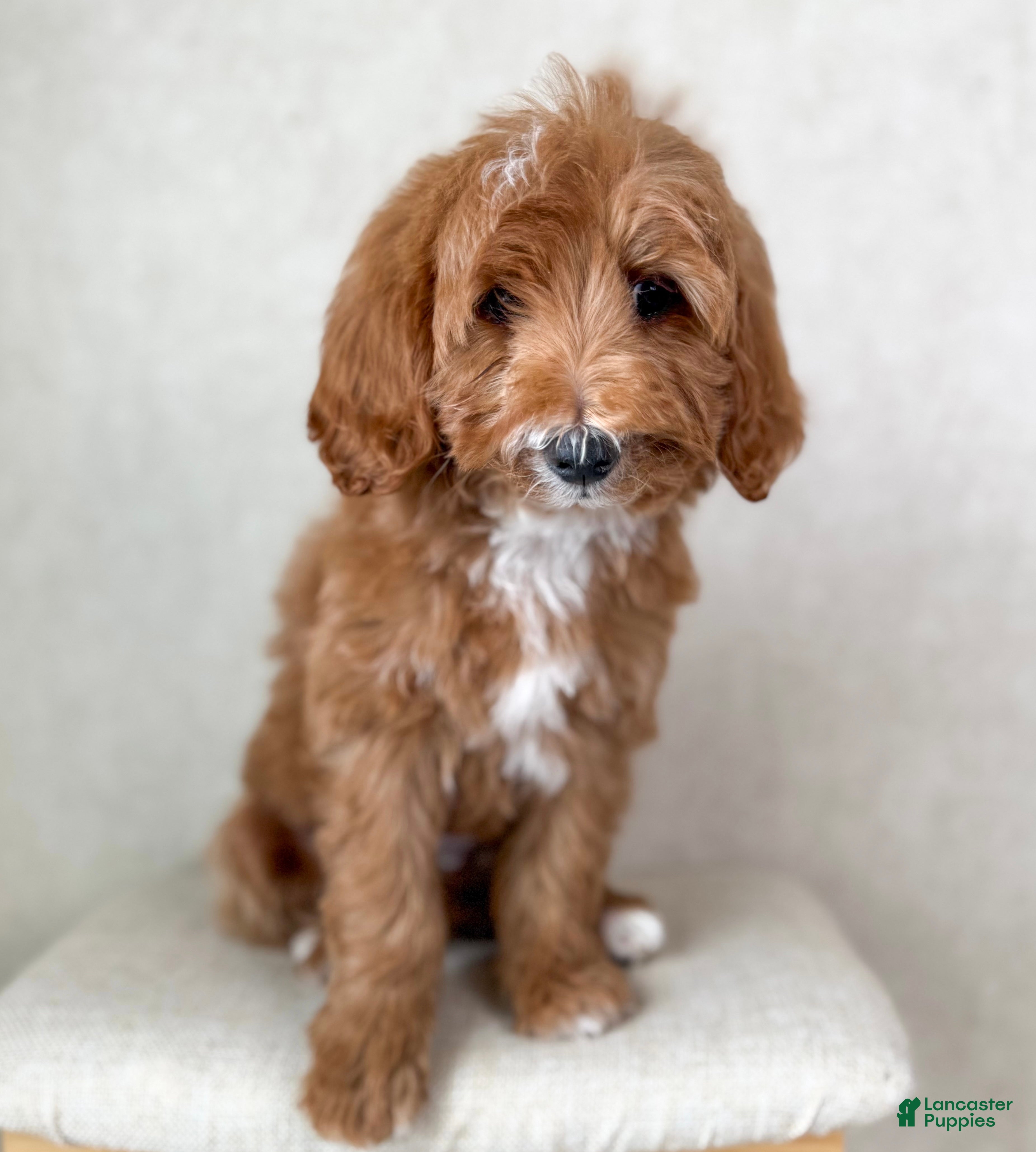 Goldendoodle dogs Martha  - Ad 42