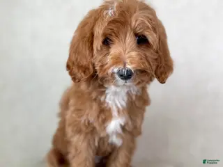 Goldendoodle dogs Martha - Ad 42