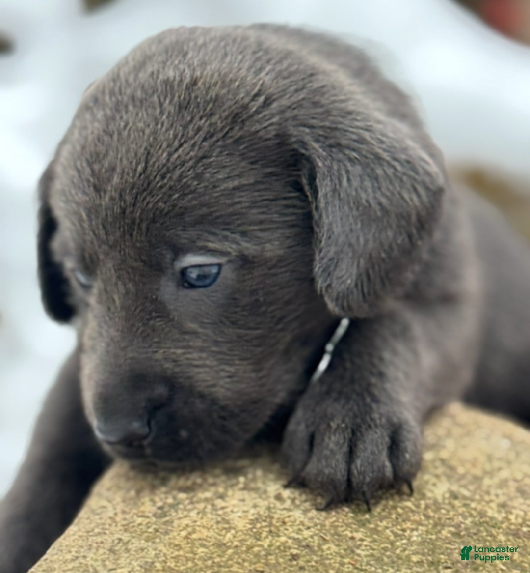 Labrador Retriever dogs for sale: Labrador Retriever Puppy 1 - Ad 9
