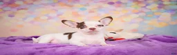 Chihuahua dogs for sale: Gus - Ad 9