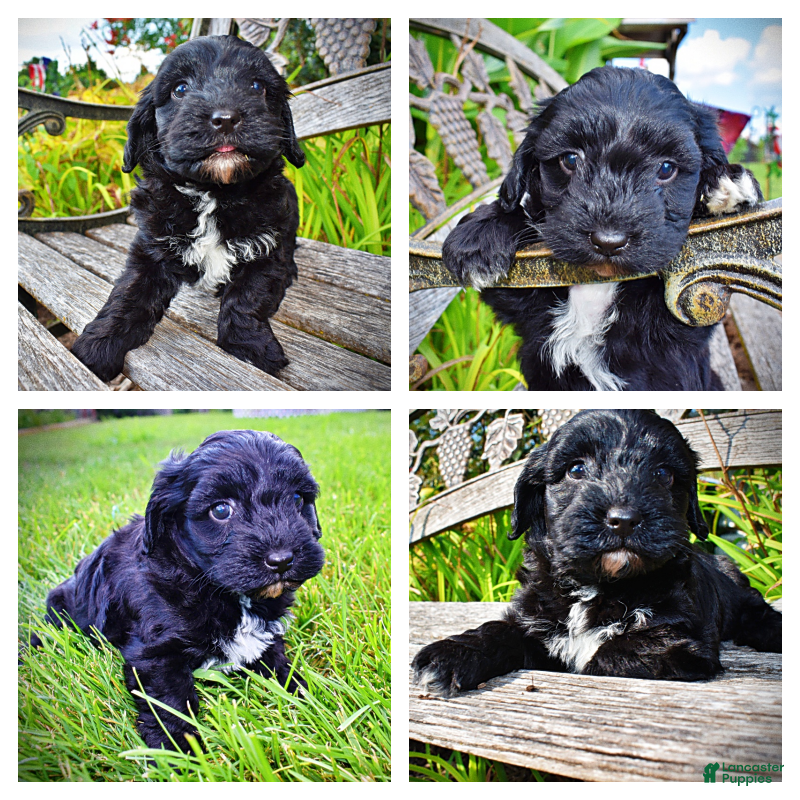 Havapoo dogs Harmony - Ad 1
