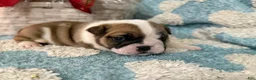 English Bulldog dogs for sale: English Bulldog Puppy 3 - Ad 3