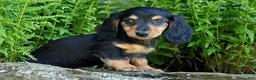 Miniature Dachshund dogs for sale: Lindy - Ad 6