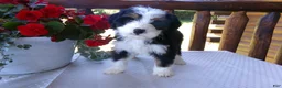 Mini Bernedoodle dogs for sale: Bertha - Ad 4