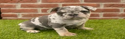 French Bulldog dogs for sale: Misty - Ad 8