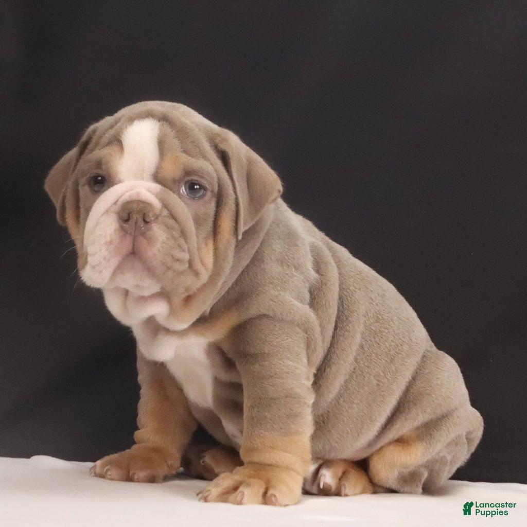 French Bulldog dogs Tank - Ad 1