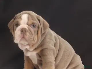 English Bulldog dogs for sale: Tank - Ad 3