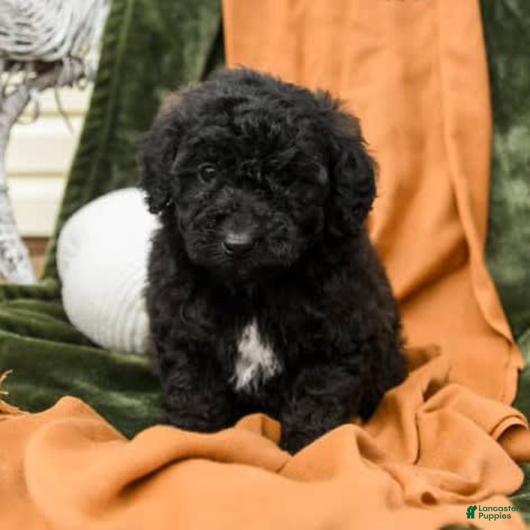 Gallery Image {{count}}