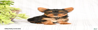Duncan