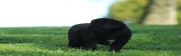 Newfoundland dogs for sale: Jed - Ad 4