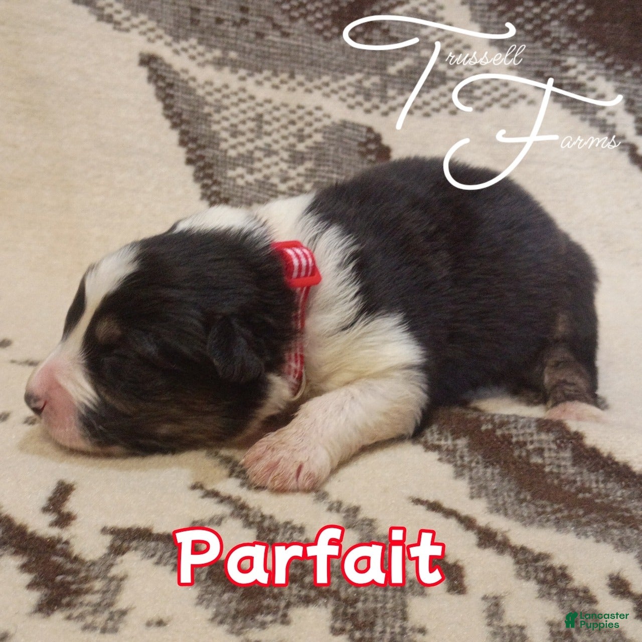 Australian Shepherd dogs Parfait - Ad 1