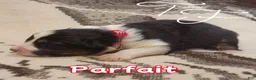 Australian Shepherd dogs for sale: Parfait - Ad 1