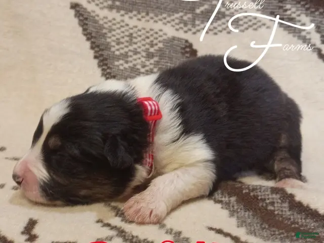 Australian Shepherd dogs for sale: Parfait - Ad 2