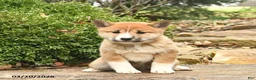 Shiba Inu dogs for sale: Diamond  - Ad 3