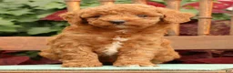 Miniature Poodle dogs for sale: Tori - Ad 8