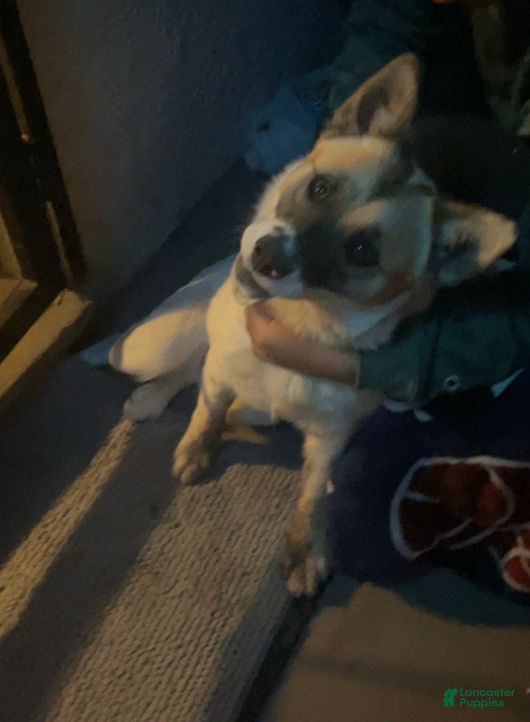 Mixed Breed dogs for sale: Mixed Breed Puppy 4 - Ad 2