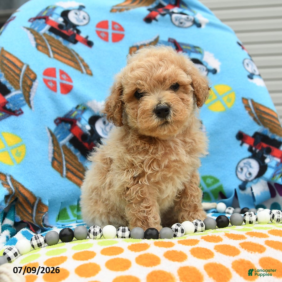 Bichpoo dogs Chief - Ad 1
