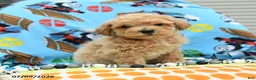 Bichpoo dogs for sale: Chief - Ad 1