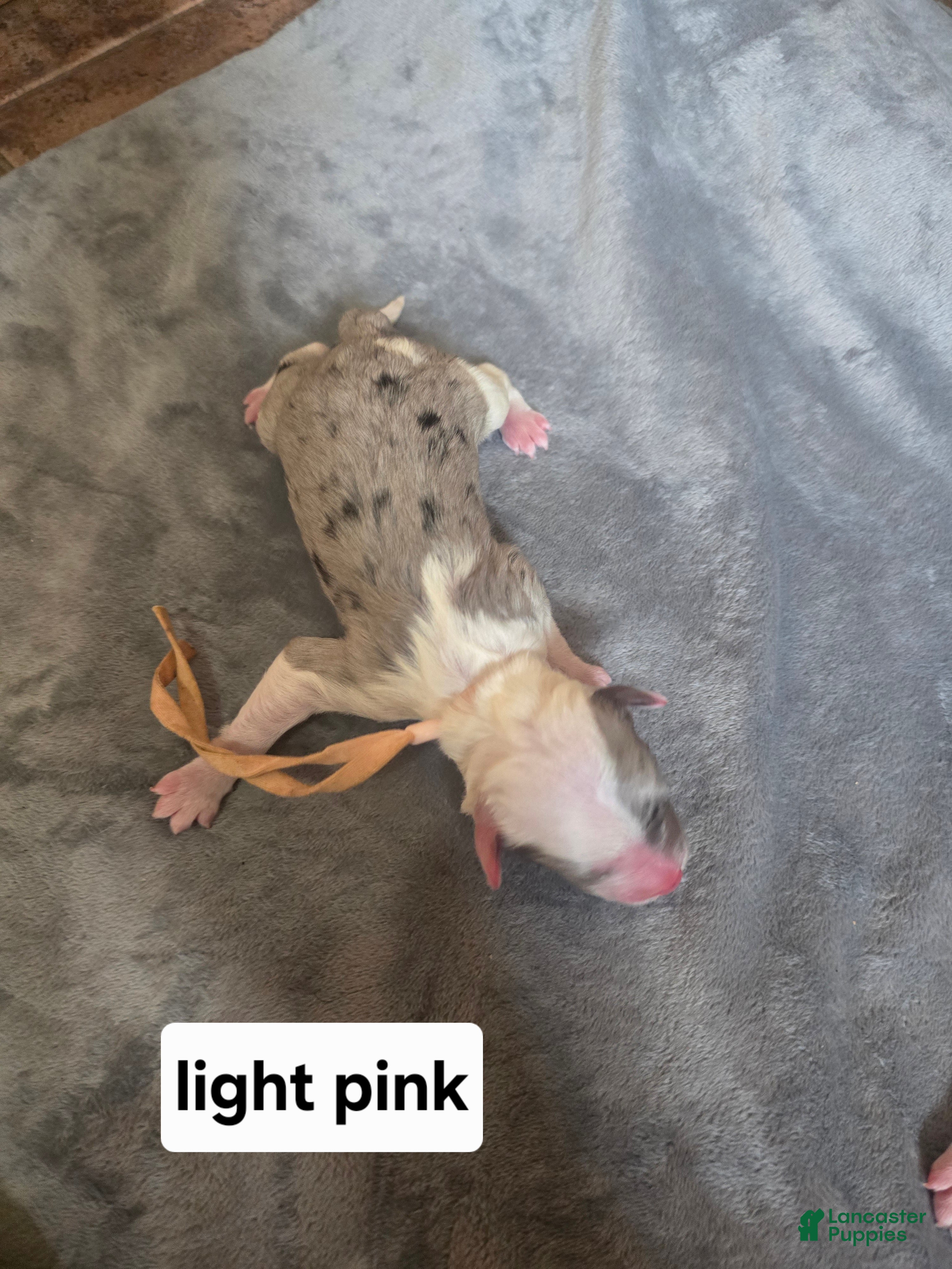 Sheepadoodle dogs Rose-light pink - Ad 17