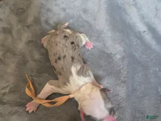 Sheepadoodle dogs Rose-light pink - Ad 17