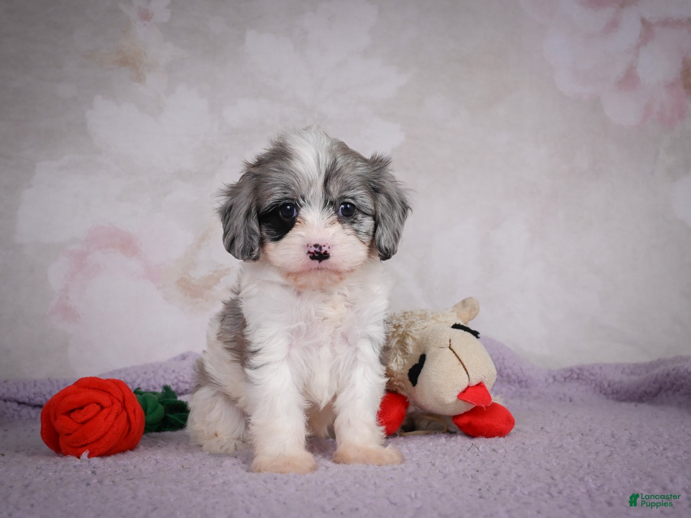 Cavapoo dogs Ruby - Ad 1