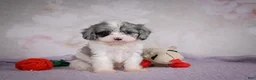 Cavapoo dogs for sale: Ruby - Ad 1