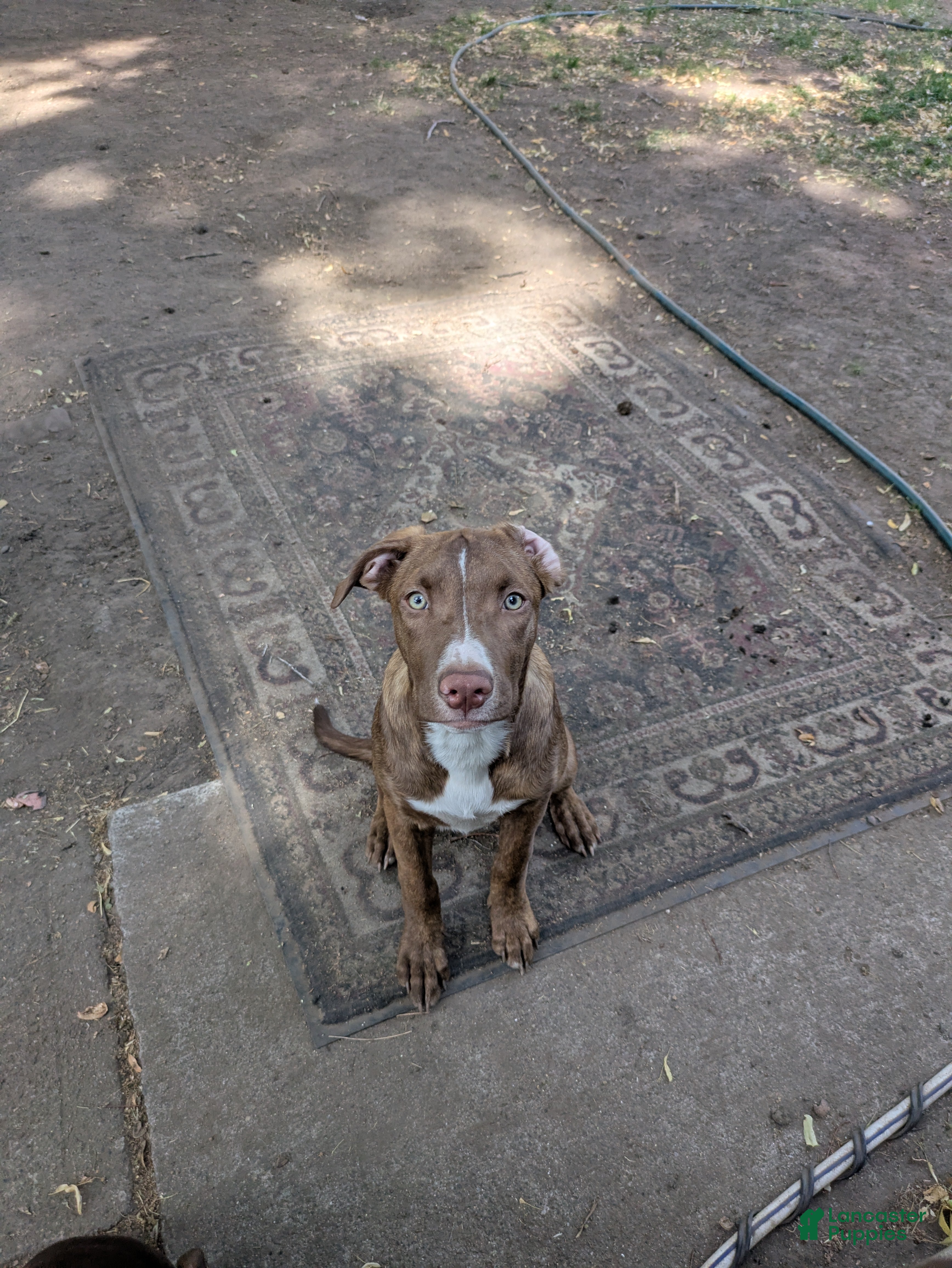 Mixed Breed dogs Spirit  - Ad 2