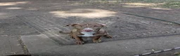 Mixed Breed dogs for sale: Spirit  - Ad 2
