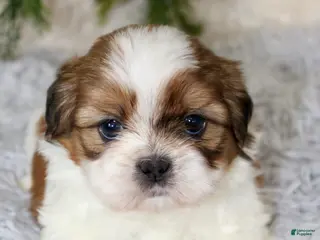 Shih Tzu dogs Puppy 3 - Ad 22