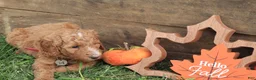 Standard Poodle dogs for sale: Esther - Ad 4