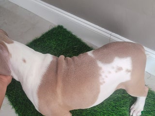 Mixed Breed dogs - Ad 16