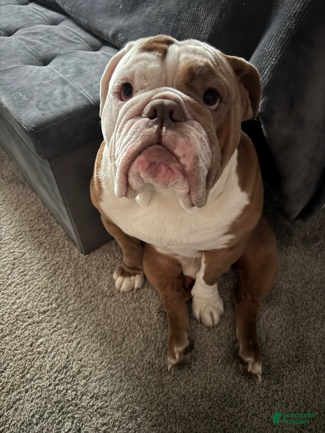 English Bulldog dogs for stud: English Bulldog - Ad 4