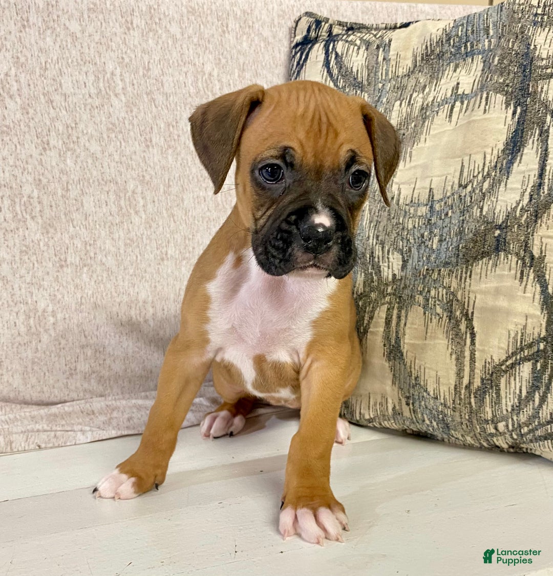 Boxer dogs for sale: Hope - Ad 5